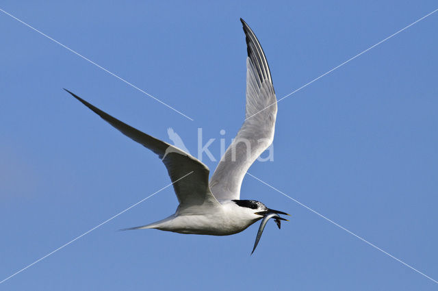 Sandwich Tern (Sterna sandvicensis)