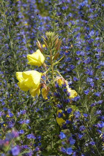 Grote teunisbloem (Oenothera erythrosepala)