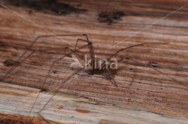 Cobweb Spider (Pholcus phalangioides)