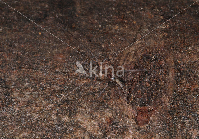 Cobweb Spider (Pholcus phalangioides)