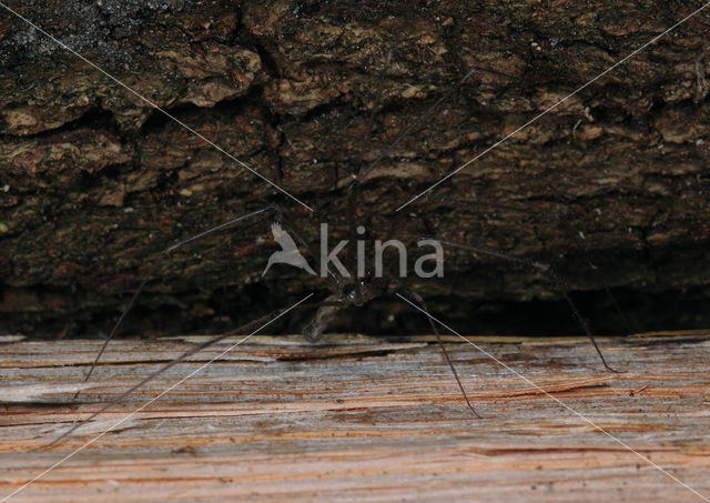 Cobweb Spider (Pholcus phalangioides)