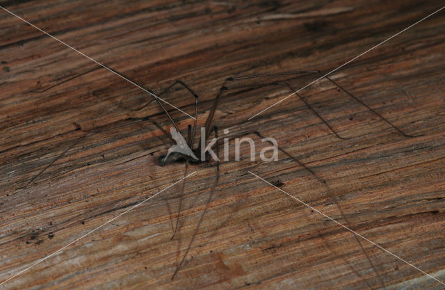 Cobweb Spider (Pholcus phalangioides)