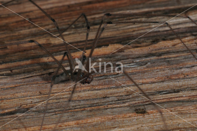 Cobweb Spider (Pholcus phalangioides)