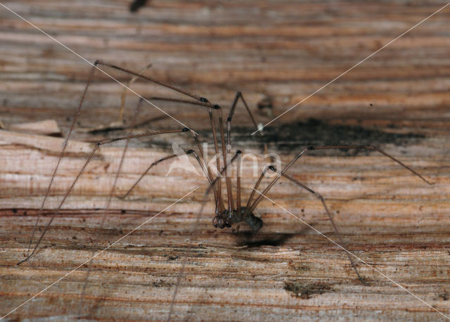 Cobweb Spider (Pholcus phalangioides)
