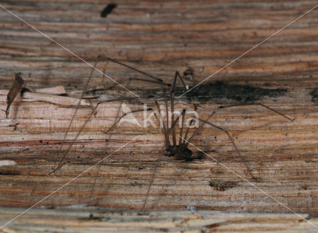 Cobweb Spider (Pholcus phalangioides)