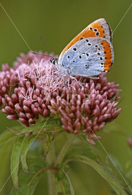 Large Copper (Lycaena dispar)