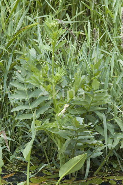 Greater Waterparsnip (Sium latifolium)