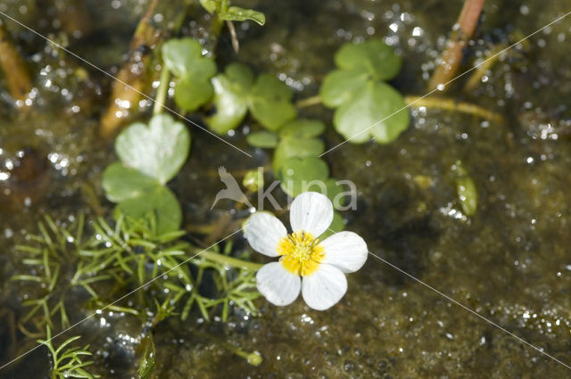 Grote waterranonkel (Ranunculus peltatus)