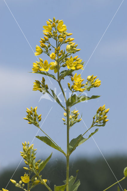 Grote wederik (Lysimachia vulgaris)