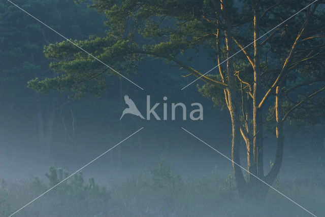 Scots Pine (Pinus sylvestris)