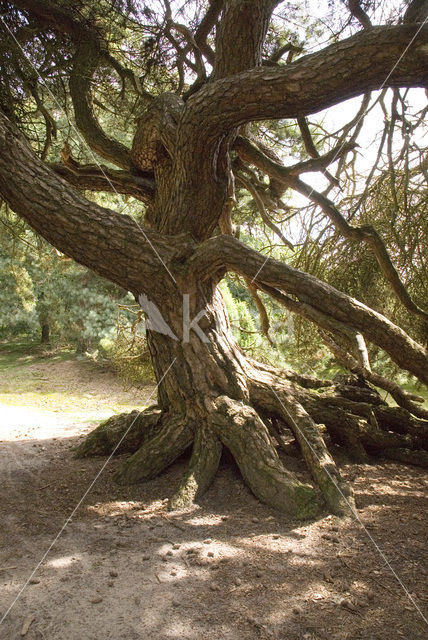 Scots Pine (Pinus sylvestris)