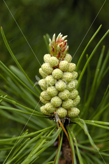 Grove den (Pinus sylvestris)