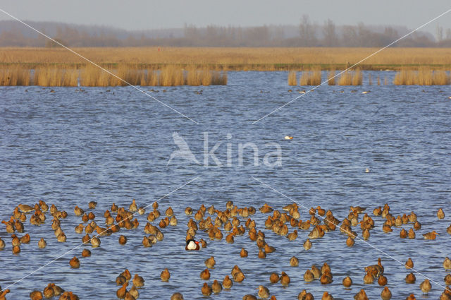 Black-tailed Godwit (Limosa limosa)