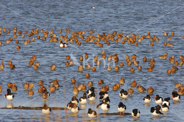 Black-tailed Godwit (Limosa limosa)