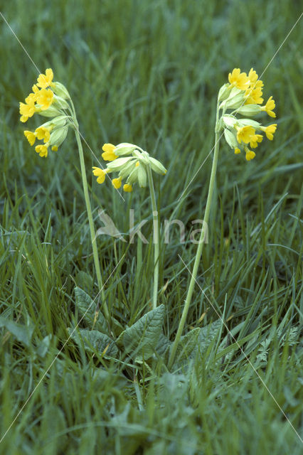 Cowslip (Primula veris)