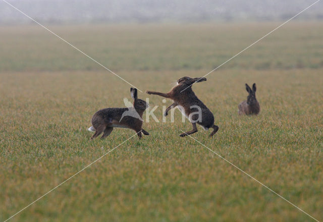 Brown Hare (Lepus europaeus)