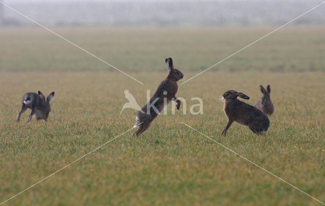 Haas (Lepus europaeus)