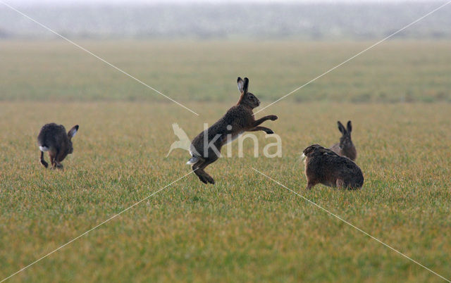 Brown Hare (Lepus europaeus)