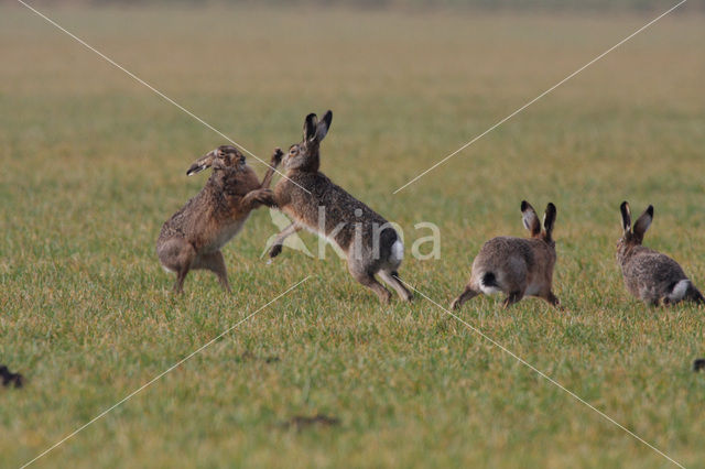 Haas (Lepus europaeus)