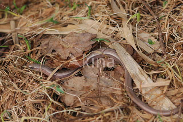 Hazelworm (Anguis fragilis)