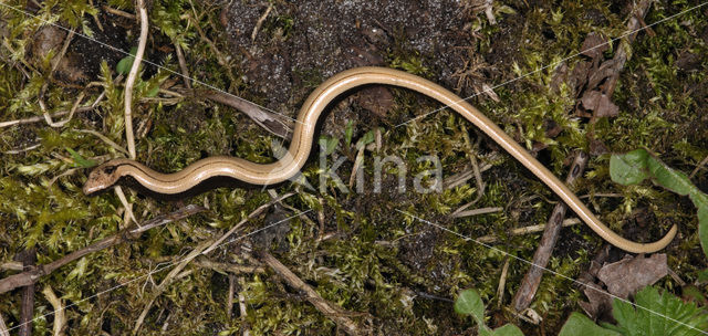 Hazelworm (Anguis fragilis)