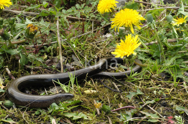 Hazelworm (Anguis fragilis)