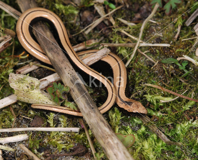 Hazelworm (Anguis fragilis)