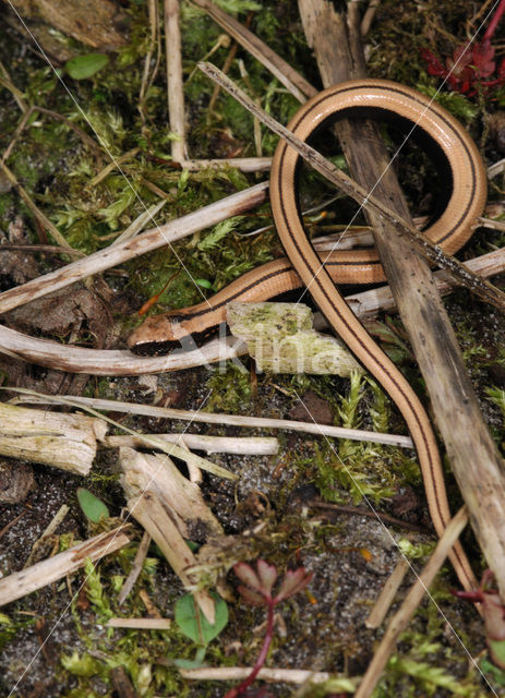 Hazelworm (Anguis fragilis)