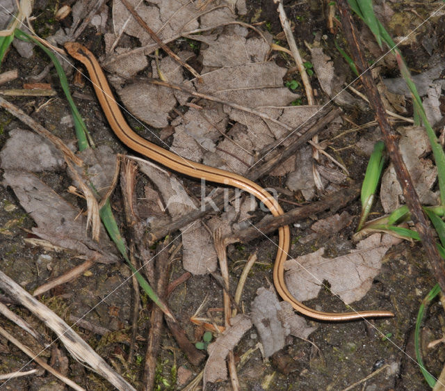 Hazelworm (Anguis fragilis)