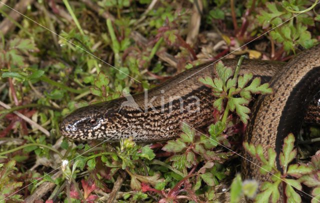 Hazelworm (Anguis fragilis)