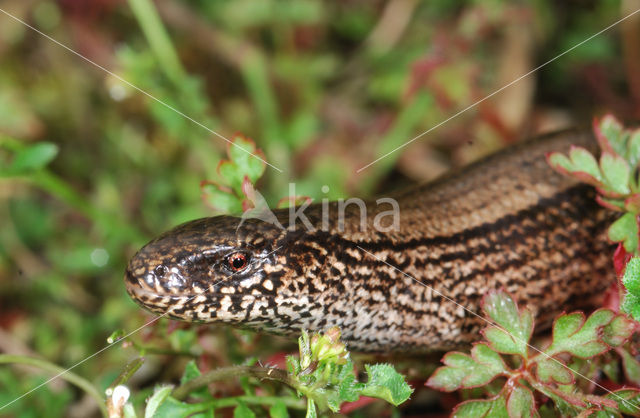 Hazelworm (Anguis fragilis)