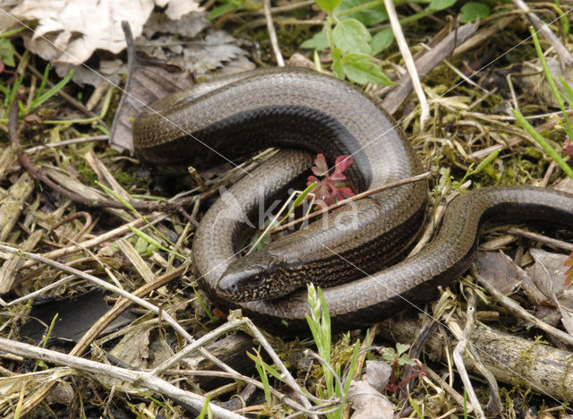 Hazelworm (Anguis fragilis)