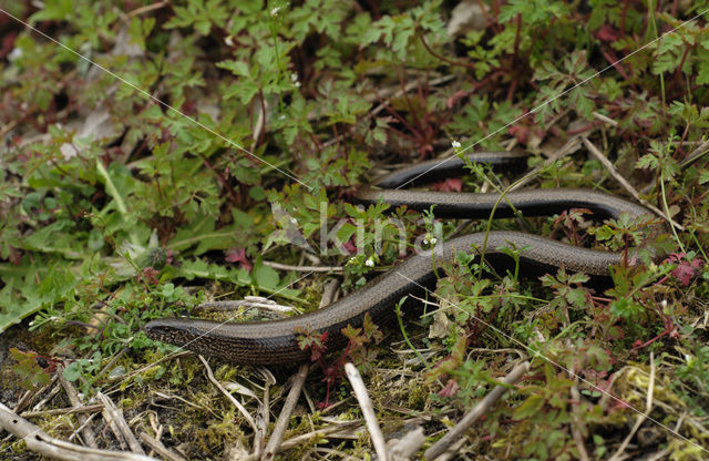 Hazelworm (Anguis fragilis)