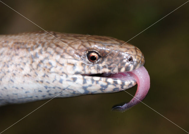 Slow Worm (Anguis fragilis)