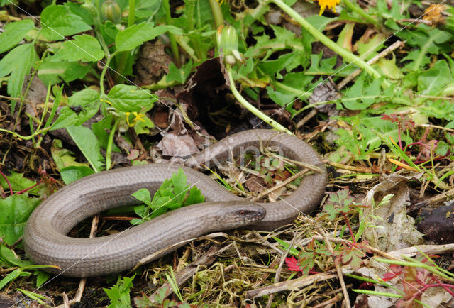 Hazelworm (Anguis fragilis)