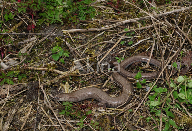 Hazelworm (Anguis fragilis)