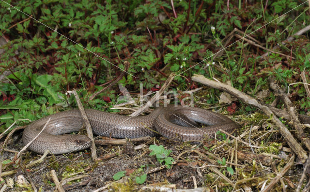 Hazelworm (Anguis fragilis)