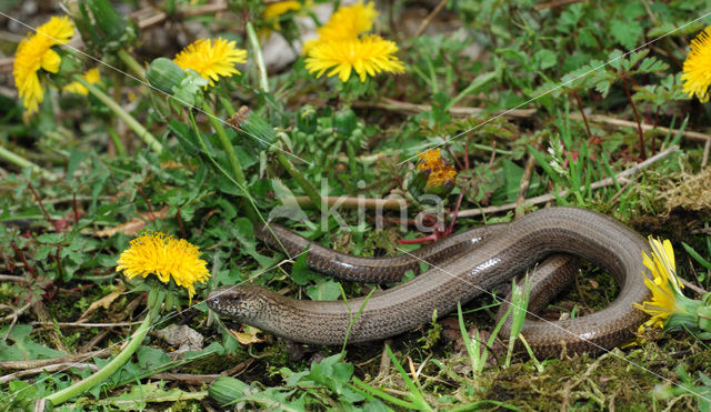 Hazelworm (Anguis fragilis)