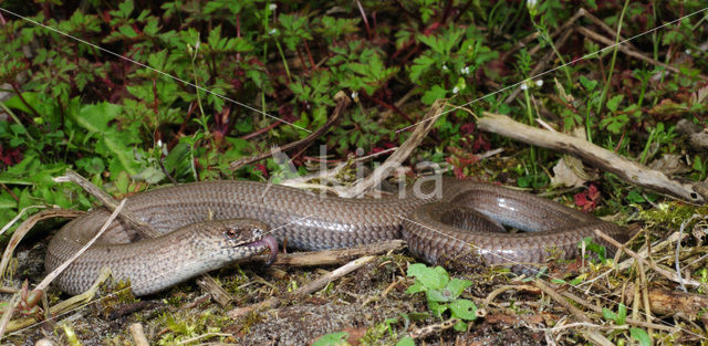 Hazelworm (Anguis fragilis)