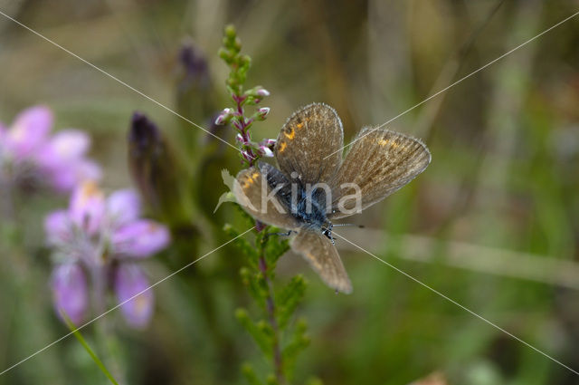 Heideblauwtje (Plebejus argus)