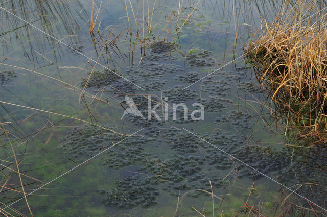 Heikikker (Rana arvalis)