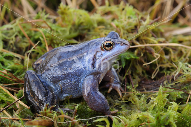 Heikikker (Rana arvalis)