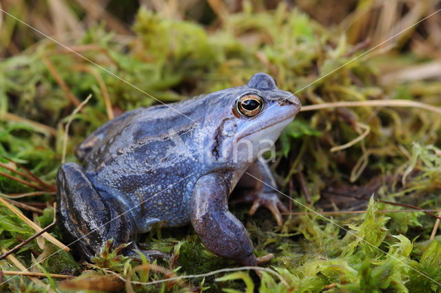 Moor Frog (Rana arvalis)