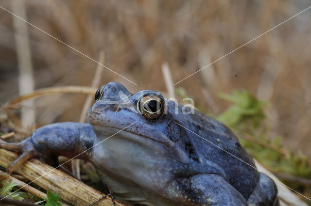 Moor Frog (Rana arvalis)