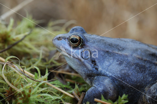 Moor Frog (Rana arvalis)