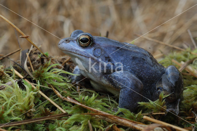 Heikikker (Rana arvalis)