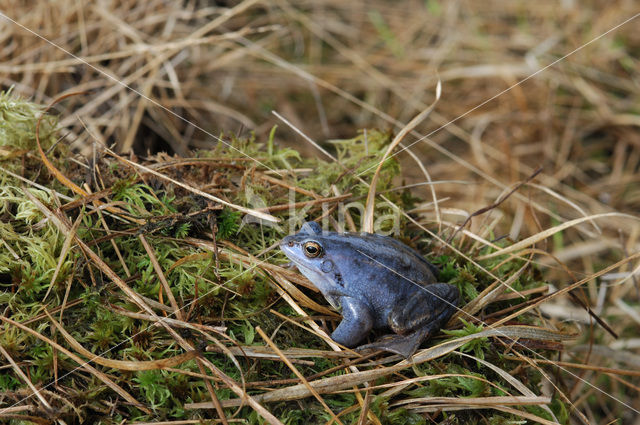 Moor Frog (Rana arvalis)