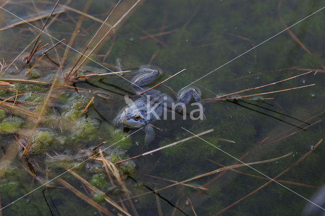 Heikikker (Rana arvalis)