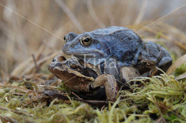 Moor Frog (Rana arvalis)