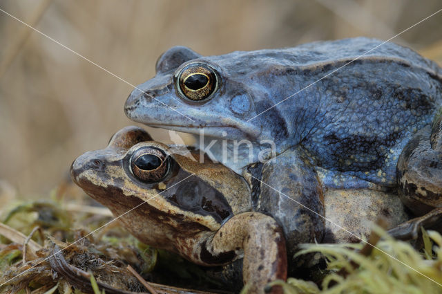 Moor Frog (Rana arvalis)